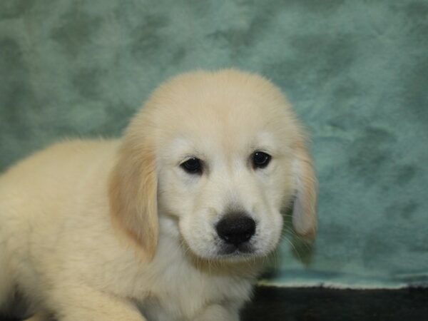 Golden Retriever DOG Male Golden 18865 Petland Rome, Georgia