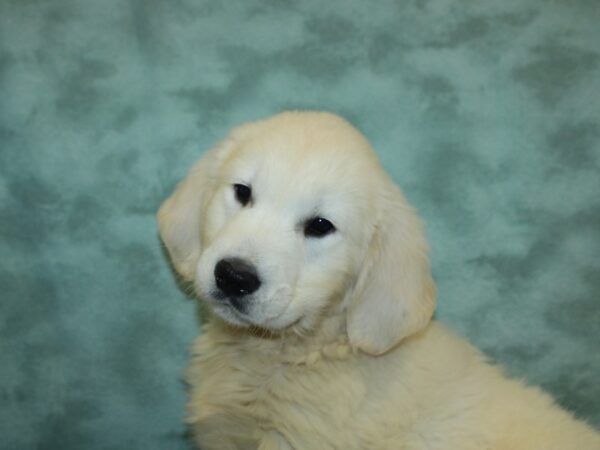 Golden Retriever DOG Male Light Golden 18864 Petland Rome, Georgia