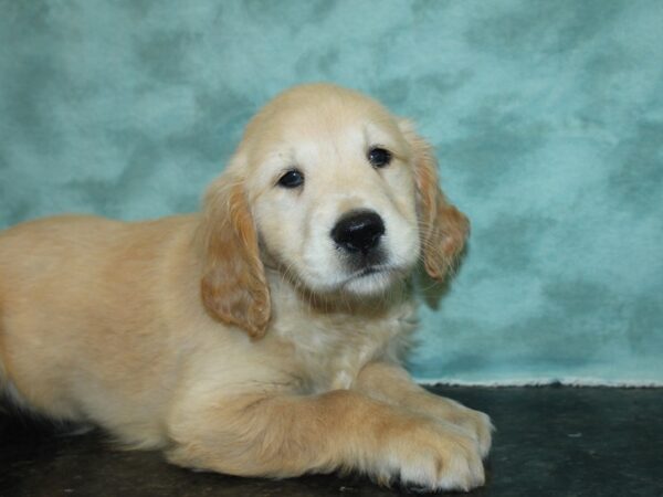 Golden Retriever DOG Female Golden 8412 Petland Rome, Georgia