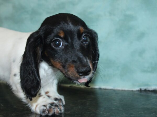 Dachshund DOG Female BLK WHT 18873 Petland Rome, Georgia