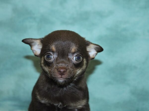 Chihuahua DOG Female choc tan 18869 Petland Rome, Georgia