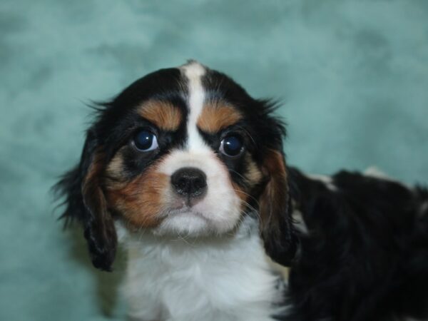 Cavalier King Charles Spaniel DOG Female TRI 8418 Petland Rome, Georgia