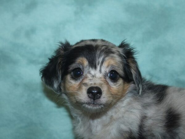 Chiweenie (Dachshund/Chihuahua) DOG Female DAPPLE 8421 Petland Rome, Georgia