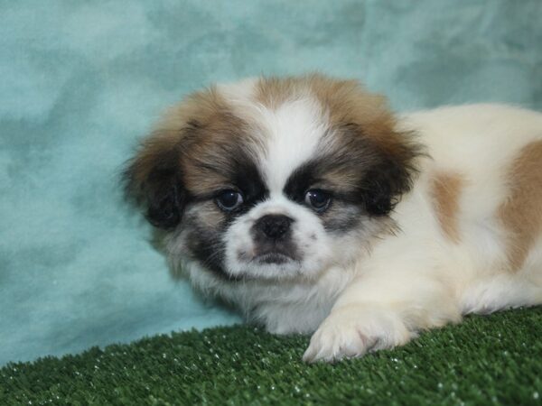 Pekingese DOG Male Fawn 18858 Petland Rome, Georgia