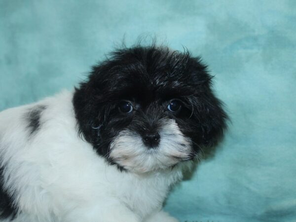 Coton De Tulear DOG Female Black 18862 Petland Rome, Georgia