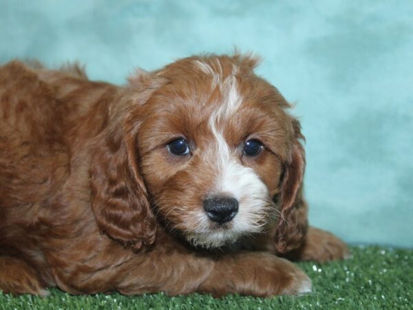 Cava Poo-DOG-Male-RED WHITE-18867-Petland Rome, Georgia