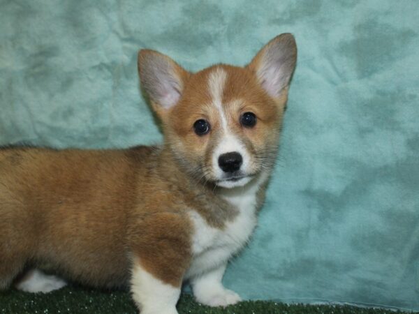 Pembroke Welsh Corg.-DOG-Female-red white-18871-Petland Rome, Georgia