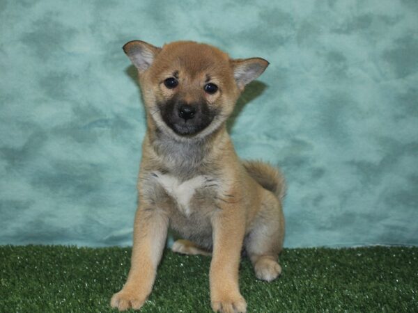 Shiba Inu DOG Female RED 18870 Petland Rome, Georgia