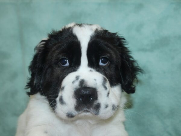 Mini Hippo-DOG-Male-BLK WHITE-18868-Petland Rome, Georgia