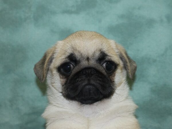 Pug DOG Female Fawn 18860 Petland Rome, Georgia