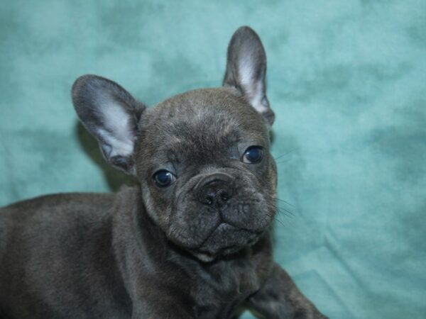 French Bulldog DOG Male Blue 18857 Petland Rome, Georgia