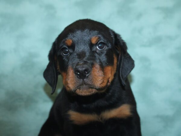 Rottweiler DOG Female Black / Tan 8410 Petland Rome, Georgia