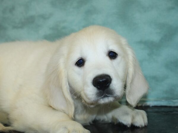 Golden Retriever DOG Female Light Golden 18863 Petland Rome, Georgia