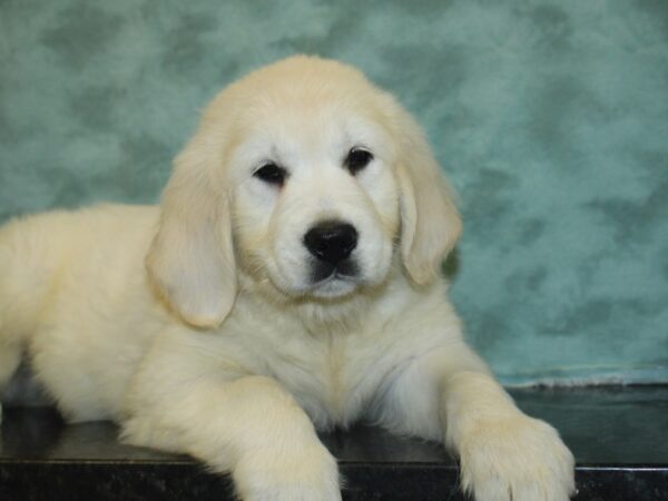 Golden Retriever DOG Male Light Golden 8413 Petland Rome, Georgia