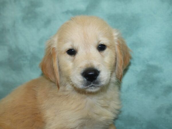 Golden Retriever DOG Male Golden 8416 Petland Rome, Georgia