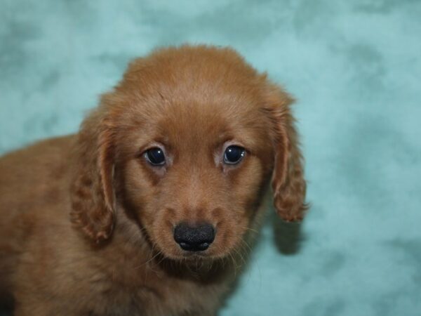 Mini Goldendoodle DOG Male Golden 8414 Petland Rome, Georgia