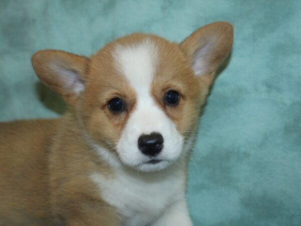 Pembroke Welsh Corg.-DOG-Male-red white-8422-Petland Rome, Georgia