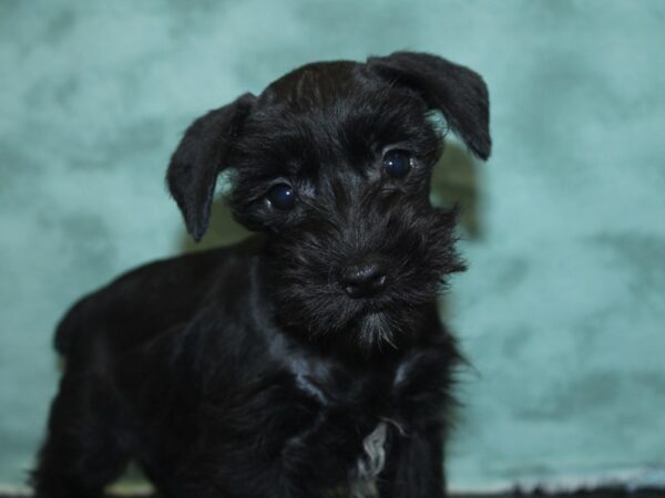 Miniature Schnauzer DOG Male black 8419 Petland Rome, Georgia