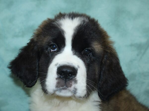 Saint Bernard DOG Female Brown / White 18876 Petland Rome, Georgia