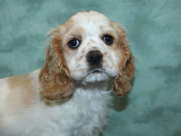 Cocker Spaniel DOG Female Buff / White 18875 Petland Rome, Georgia