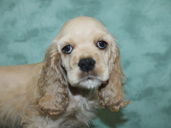 Cocker Spaniel DOG Male Cream 18880 Petland Rome, Georgia