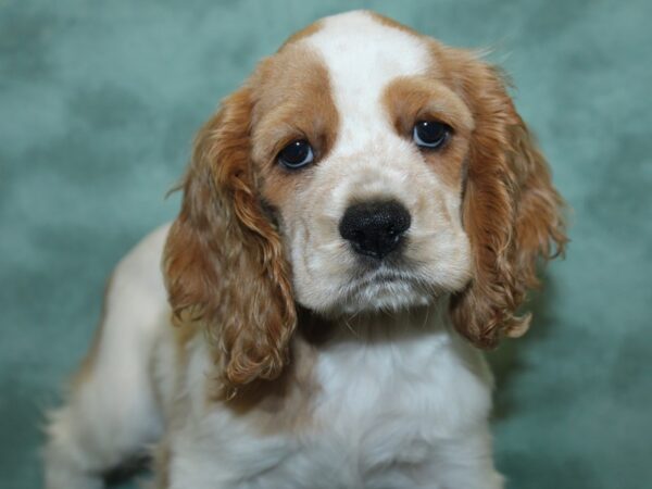 Cocker Spaniel DOG Female Buff and White 18879 Petland Rome, Georgia