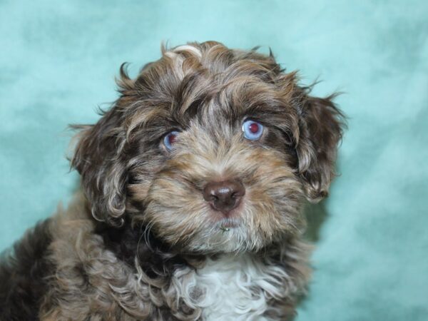 Cockapoo DOG Male Chocolate Roan 18878 Petland Rome, Georgia