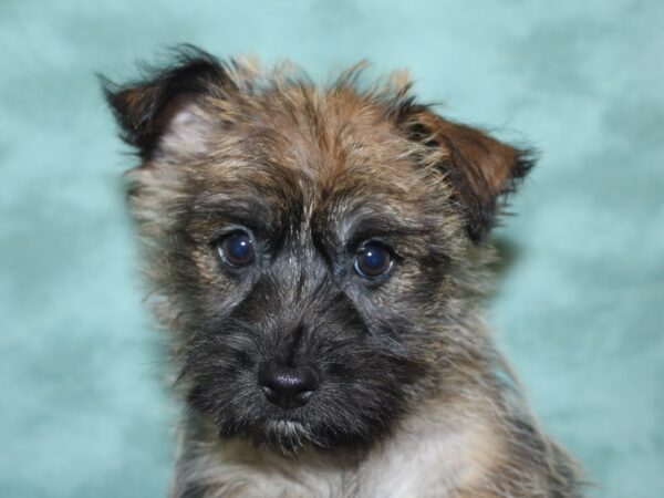 Cairn Terrier DOG Male Wheaten 18874 Petland Rome, Georgia