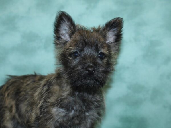 Cairn Terrier-DOG-Female-Wheaten-8423-Petland Rome, Georgia