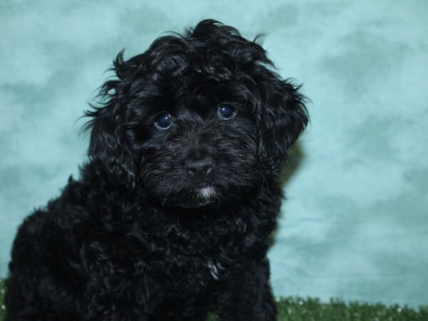 Cockapoo-DOG-Female-Black-8429-Petland Rome, Georgia