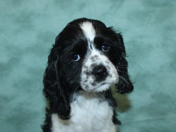 Cocker Spaniel DOG Female Black / White 8426 Petland Rome, Georgia