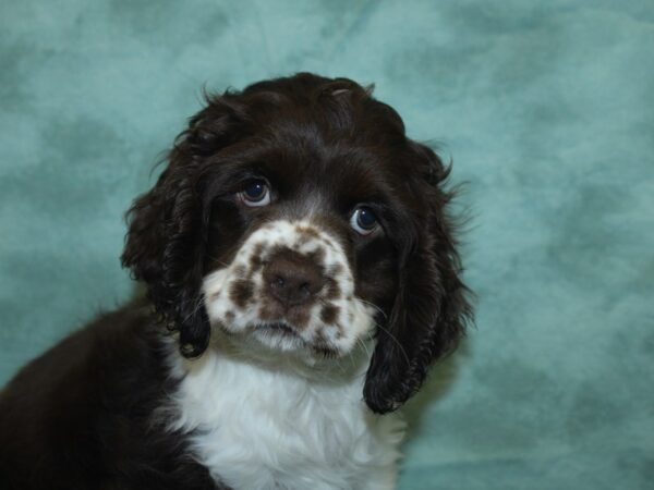 Cocker Spaniel DOG Female Chocolate / White 8427 Petland Rome, Georgia