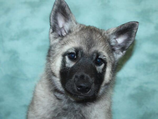 Norwegian Elkhound DOG Male Silver Gray / Black 8428 Petland Rome, Georgia