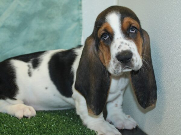 Basset Hound DOG Male Black White and Tan 18881 Petland Rome, Georgia