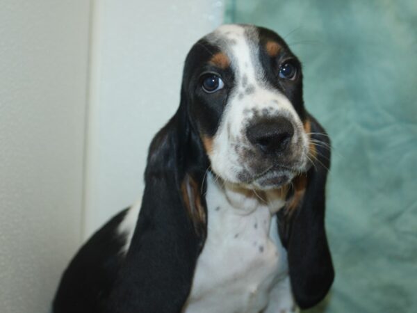 Basset Hound DOG Male Black White and Tan 18883 Petland Rome, Georgia