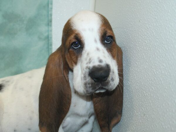 Basset Hound DOG Male White Black and Brown 18882 Petland Rome, Georgia