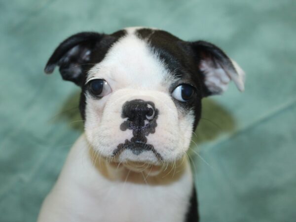 Boston Terrier DOG Female Black and White 18884 Petland Rome, Georgia