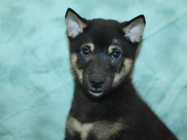 Shiba Inu DOG Male Black and Tan 18885 Petland Rome, Georgia