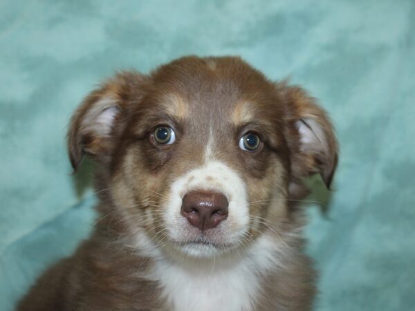 Australian Shepherd DOG Female Red Tri 18886 Petland Rome, Georgia