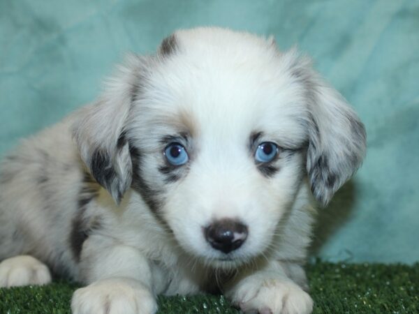 Miniature Australian Shepherd DOG Female BLUE MERLE 18887 Petland Rome, Georgia