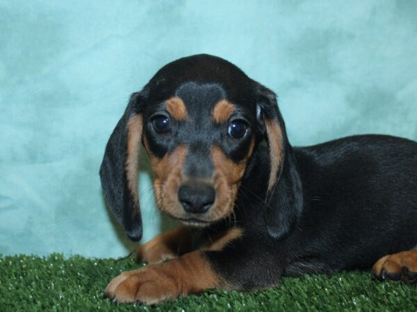 Dachshund DOG Male Blk & Tan 18890 Petland Rome, Georgia