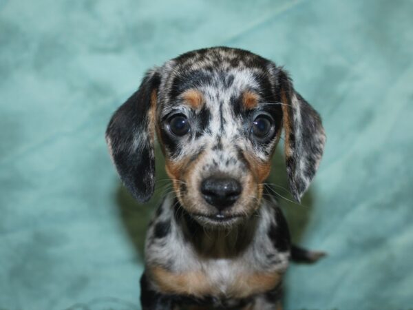 Dachshund DOG Female DAPPLE 18888 Petland Rome, Georgia