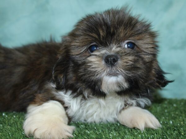 Shih Tzu DOG Male brown white 18889 Petland Rome, Georgia