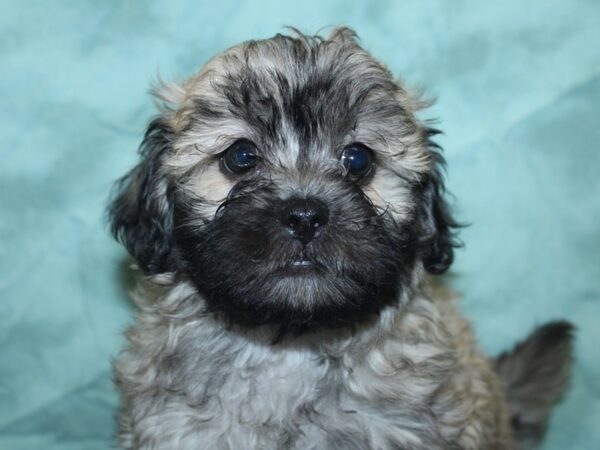 Teddy Bear DOG Male BROWN WHITE 18892 Petland Rome, Georgia