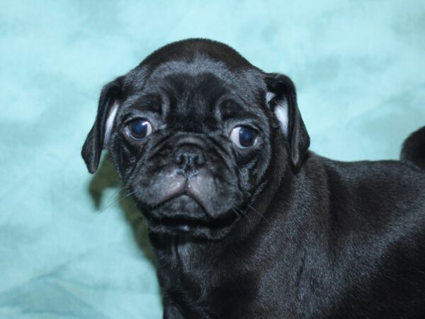 Pug DOG Male Black 18893 Petland Rome, Georgia