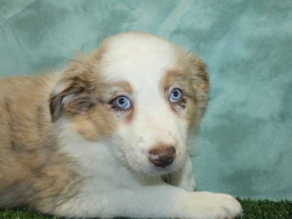 Aussie-DOG-Male-Red Merle-8430-Petland Rome, Georgia