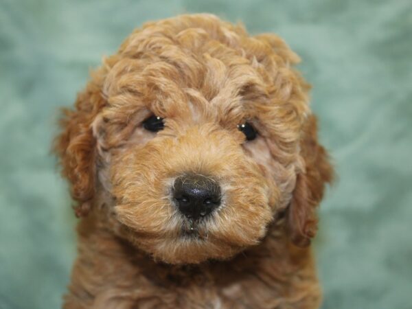 F2 MINI GOLDENDOODLE DOG Female Red 8431 Petland Rome, Georgia