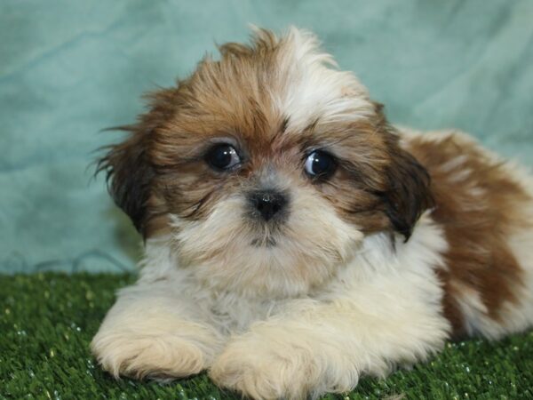 Shih Tzu DOG Female Brown White 8432 Petland Rome, Georgia