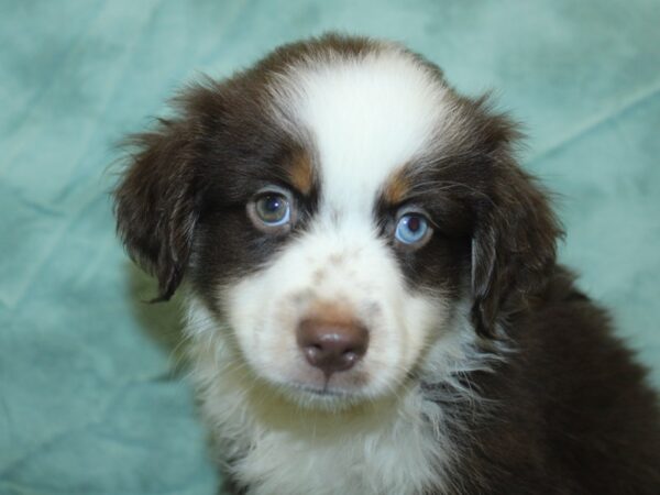 Miniature Australian Shepherd DOG Male RED TRI 18894 Petland Rome, Georgia