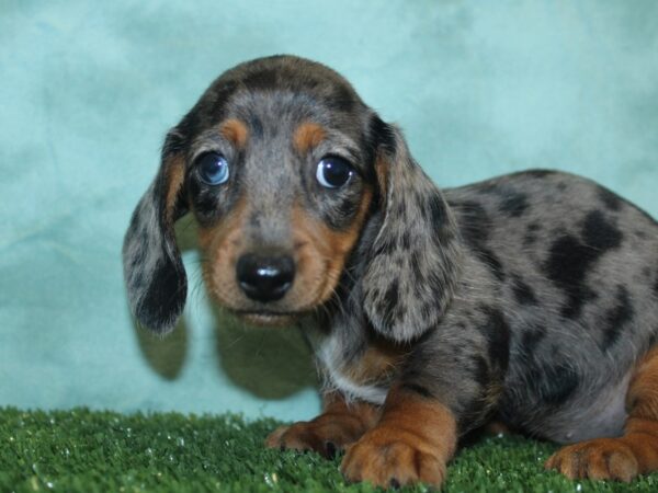 Dachshund DOG Female DAPPLE 8434 Petland Rome, Georgia